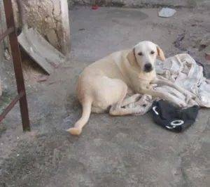 Cachorro raça Labrador com vira lata idade 7 a 11 meses nome Pompom