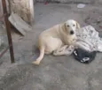 Pompom