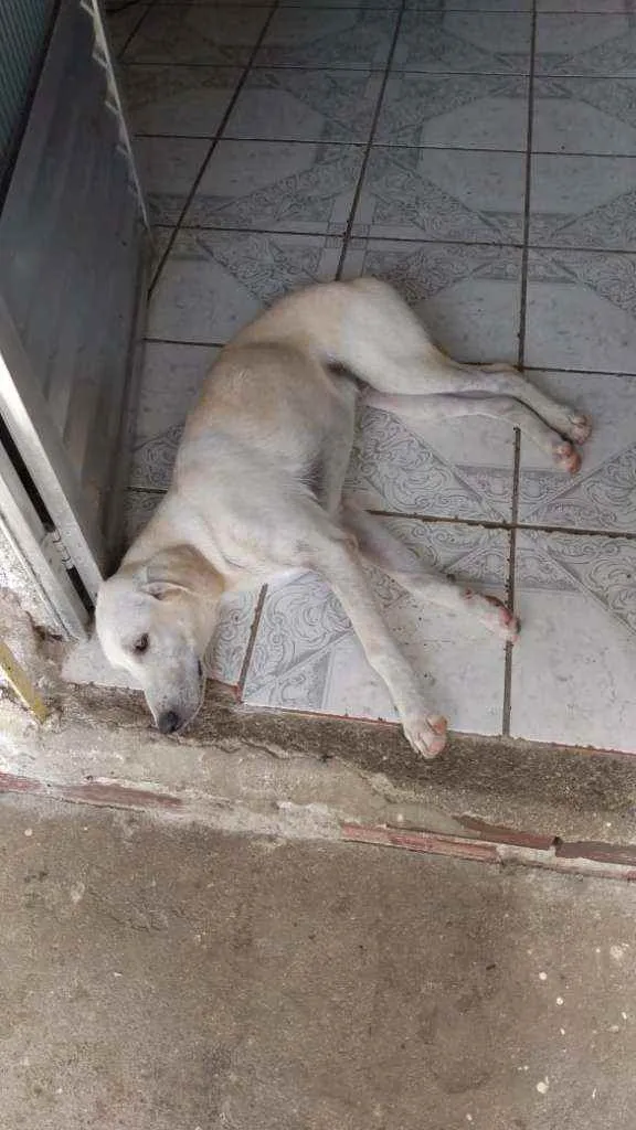 Cachorro raça Labrador com vira lata idade 7 a 11 meses nome Pompom