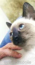 Gatinho