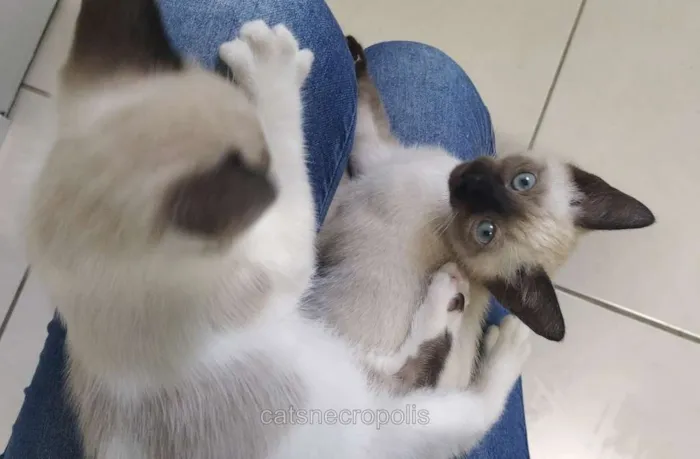 Gato ra a srd idade 2 a 6 meses nome Gatinho