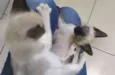 Gatinho