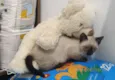 Gatinho