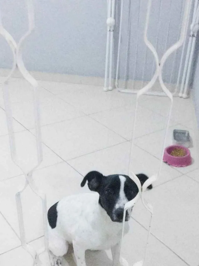 Cachorro ra a Não sei idade 7 a 11 meses nome Lila