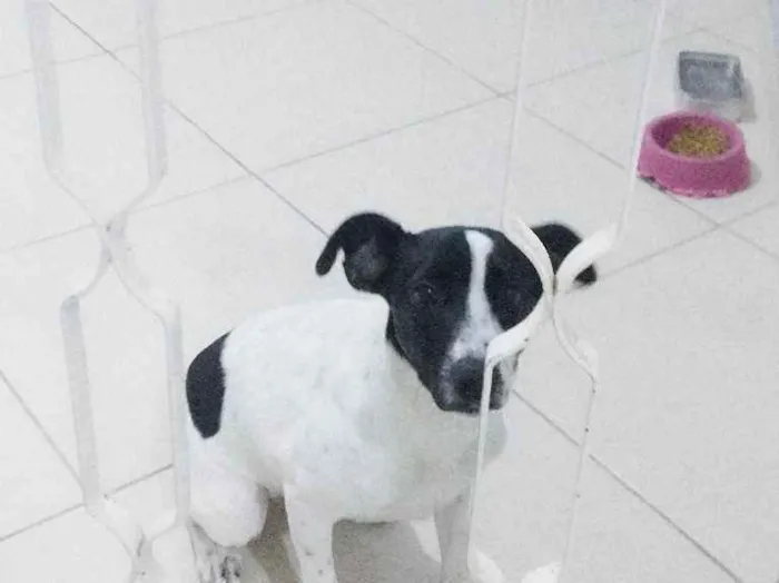 Cachorro ra a Não sei idade 7 a 11 meses nome Lila