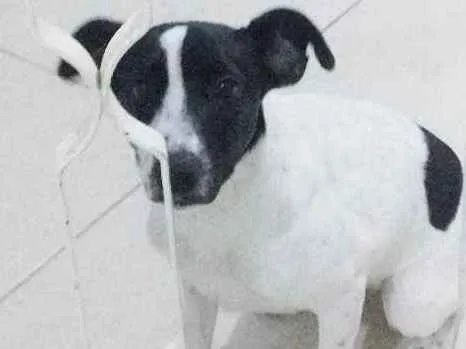 Cachorro ra a Não sei idade 7 a 11 meses nome Lila