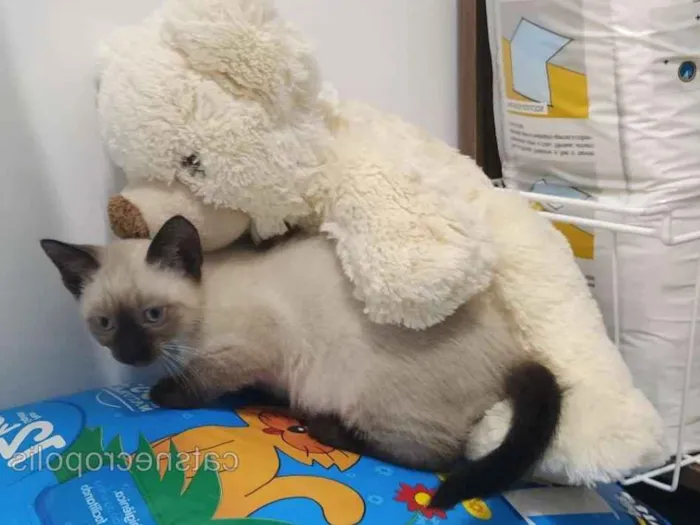 Gato ra a srd idade 2 a 6 meses nome Gatinho