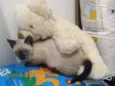 Gatinho