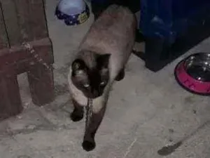 Gato raça Siamês  idade 2 anos nome Sem nome (Castrado)