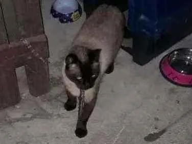 Gato ra a Siamês  idade 2 anos nome Sem nome (Castrado)