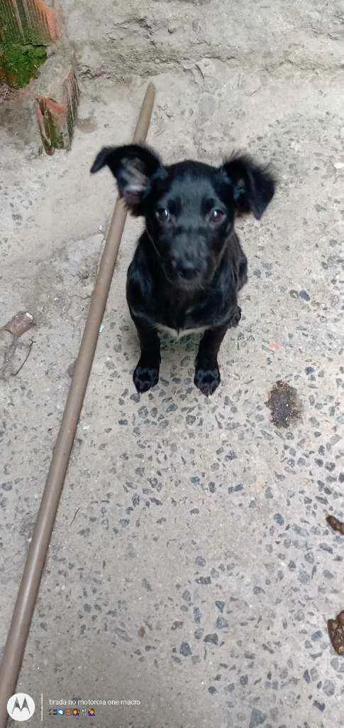 Cachorro ra a RND idade 2 a 6 meses nome Letícia