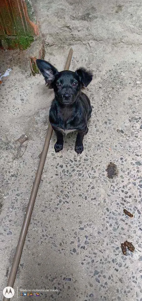 Cachorro ra a RND idade 2 a 6 meses nome Letícia