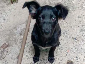 Cachorro raça RND idade 2 a 6 meses nome Letícia