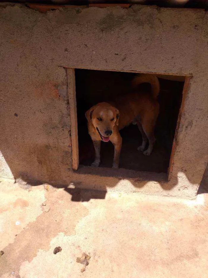 Cachorro ra a Vira lata idade 3 anos nome Bolota