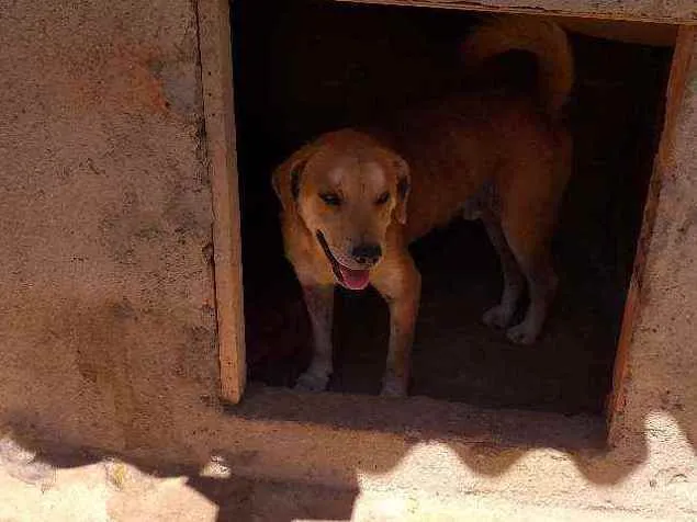 Cachorro ra a Vira lata idade 3 anos nome Bolota