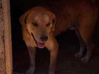 Cachorro ra a Vira lata idade 3 anos nome Bolota