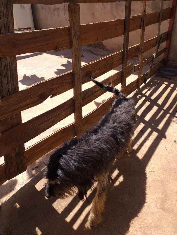 Cachorro ra a Poodle/Vira lata idade 2 anos nome Lupi