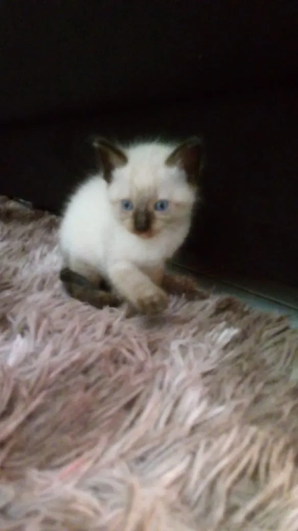 Gato raça Sem raça idade Abaixo de 2 meses nome Não tem