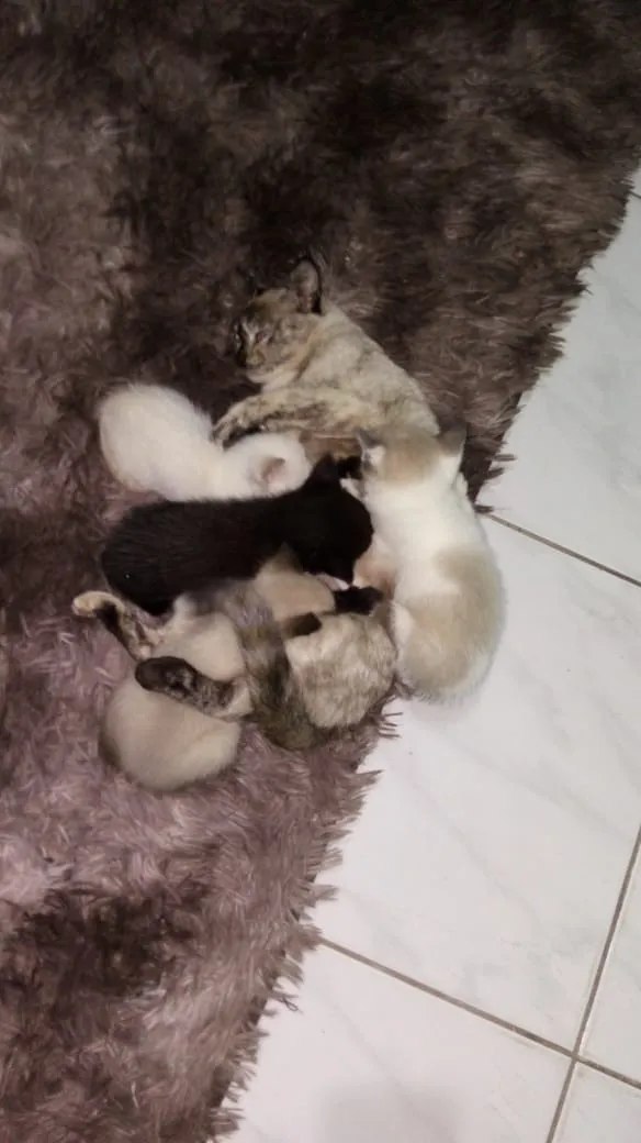 Gato raça Sem raça idade Abaixo de 2 meses nome Não tem