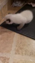 Não tem
