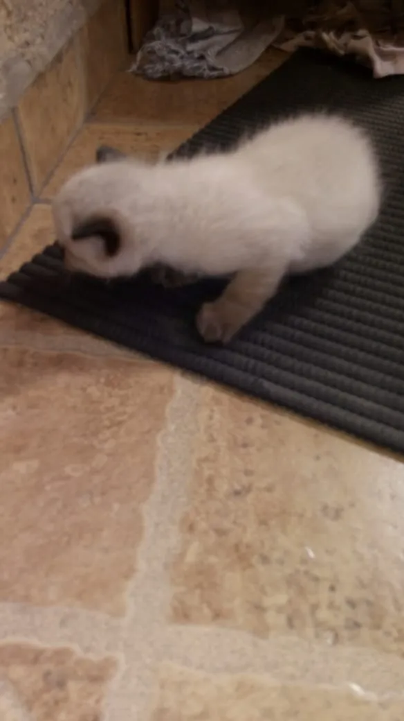 Gato raça Sem raça idade Abaixo de 2 meses nome Não tem