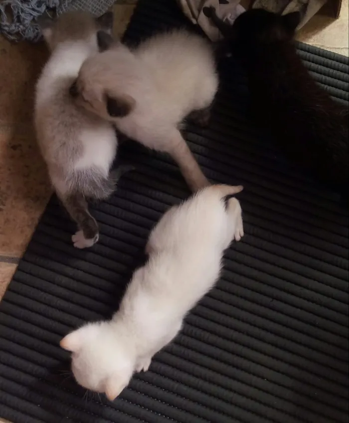 Gato raça Sem raça idade Abaixo de 2 meses nome Não tem