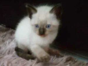 Gato raça Sem raça idade Abaixo de 2 meses nome Não tem