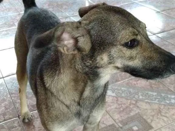 Cachorro ra a  idade 1 ano nome KIARA