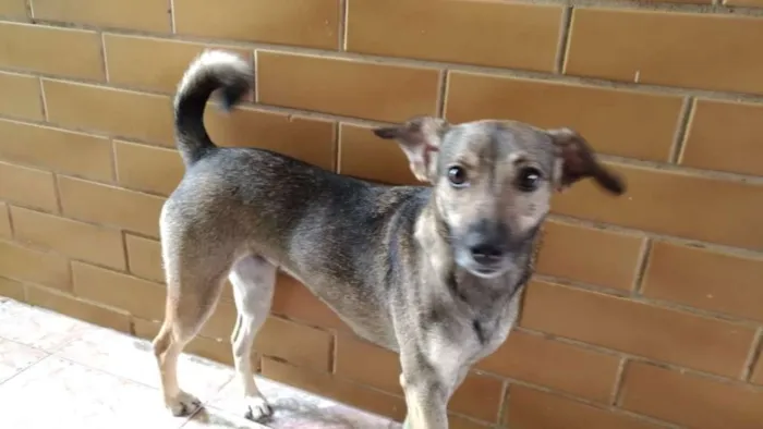 Cachorro ra a  idade 1 ano nome KIARA