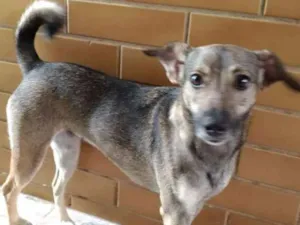 Cachorro raça  idade 1 ano nome KIARA