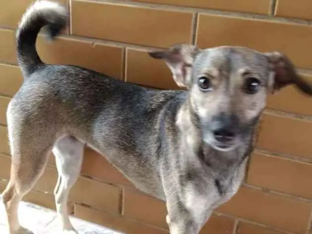 Cachorro ra a  idade 1 ano nome KIARA