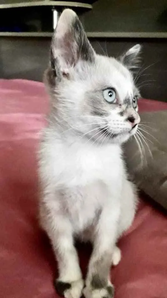 Gato ra a Srd idade 2 a 6 meses nome July