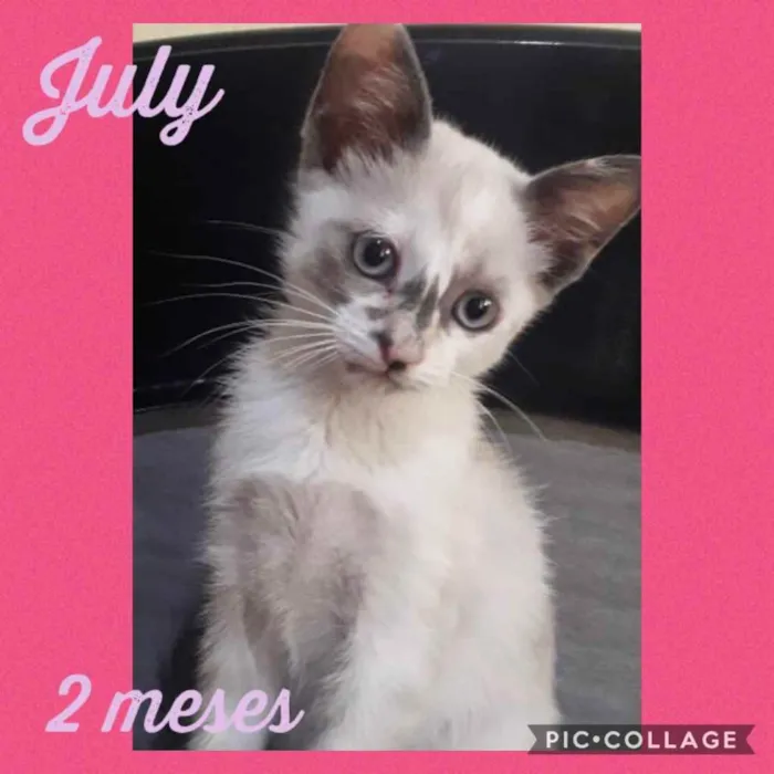 Gato ra a Srd idade 2 a 6 meses nome July