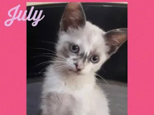 Gato raça Srd idade 2 a 6 meses nome July 