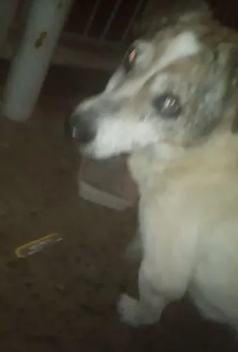 Cachorro ra a  idade 6 ou mais anos nome Vovô Francisco