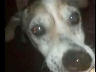 Cachorro ra a  idade 6 ou mais anos nome Vovô Francisco