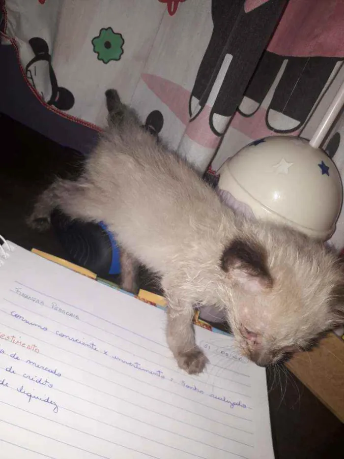 Gato ra a  idade Abaixo de 2 meses nome Angel