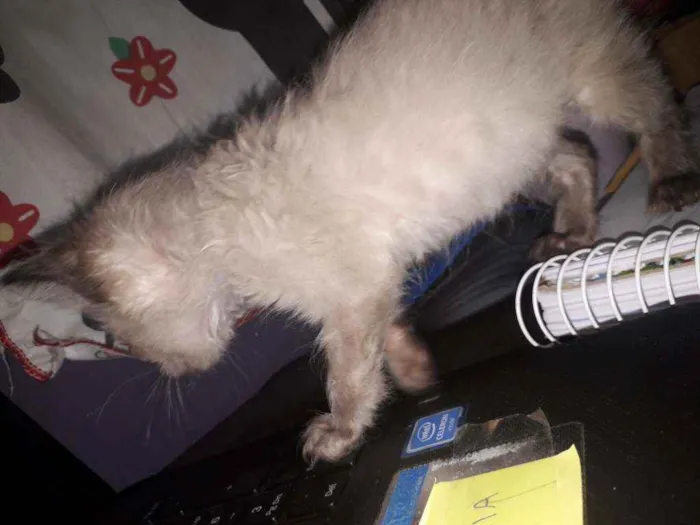 Gato ra a  idade Abaixo de 2 meses nome Angel