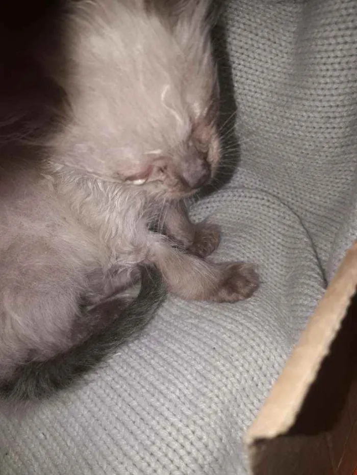 Gato ra a  idade Abaixo de 2 meses nome Angel