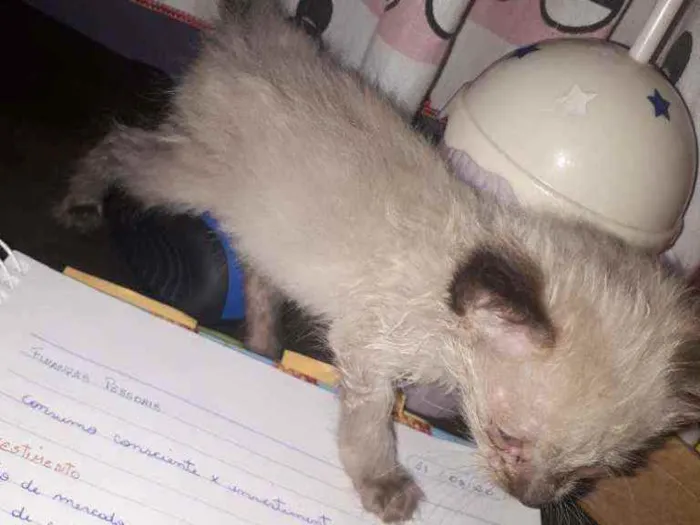Gato ra a  idade Abaixo de 2 meses nome Angel