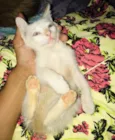 Elvis 