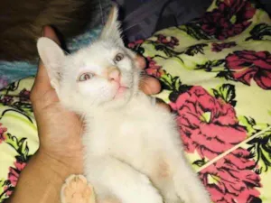 Gato raça SRD idade 2 a 6 meses nome Elvis 