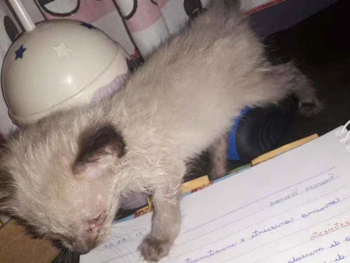 Gato ra a  idade Abaixo de 2 meses nome Angel