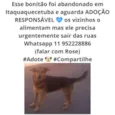 Lindo Cão