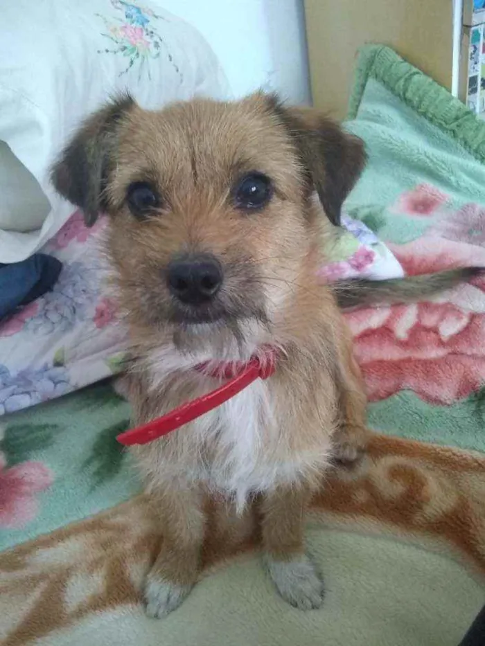 Cachorro ra a Vira lata idade 2 anos nome Lilica