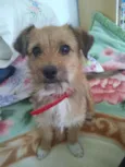 Lilica