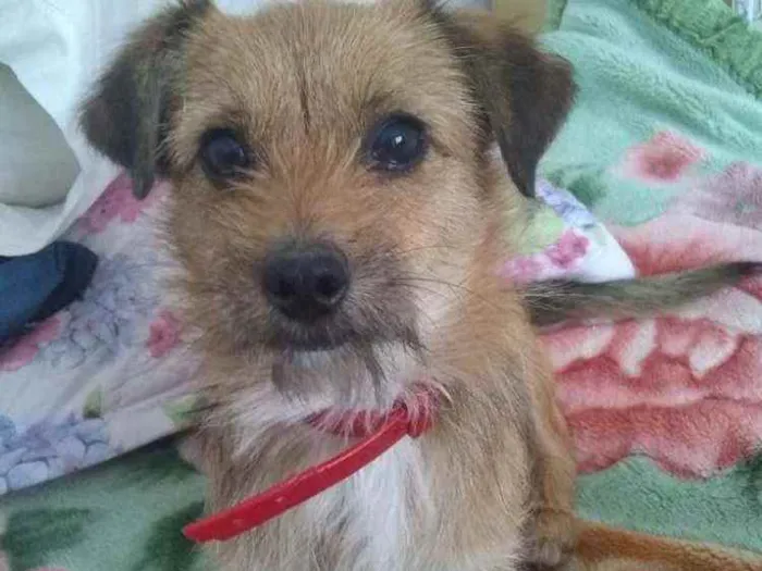 Cachorro ra a Vira lata idade 2 anos nome Lilica
