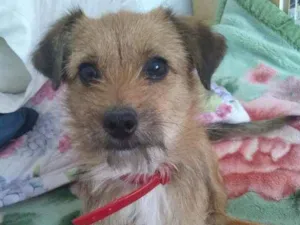 Cachorro raça Vira lata idade 2 anos nome Lilica