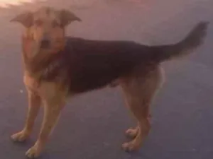 Cachorro raça  idade  nome Lindo Cão