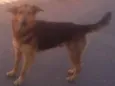 Lindo Cão